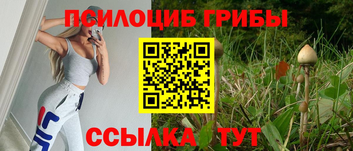 Галлюциногенные грибы Psilocybine cubensis Ржев